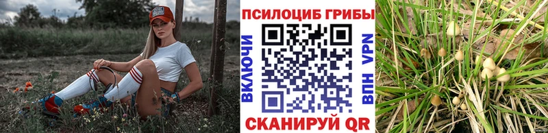 Псилоцибиновые грибы прущие грибы  darknet клад  Строитель 